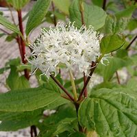 Image result for Tatarian Dogwood Shrub