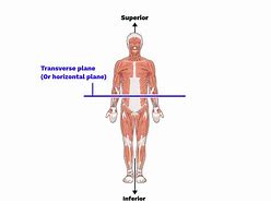 Image result for Transverse Plane