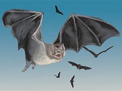 Image result for Vampire Bat