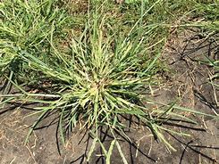 Image result for Nutsedge vs Crabgrass