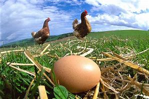 Image result for Egg and Soion