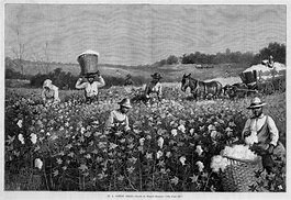 Image result for Black Picking Cotton