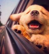 Image result for Cute Dog Texas