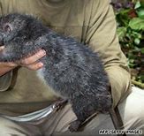 Image result for Gros Rat