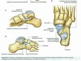 Image result for Intertarsal Articulations