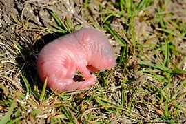 Image result for Newborn Baby Vole