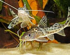 Image result for Freshwater Fish with Whiskers