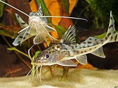 Image result for Popular Freshwater Fish W Whiskers