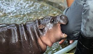 Image result for New Baby Hippo