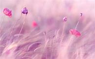 Image result for Aesthetic Pastel Pink Background with Flowers