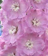 Image result for Pink Delphinium Flower