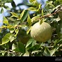 Image result for Bael Fruit Leaves