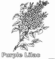 Image result for Lilac Sheets