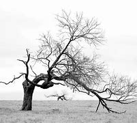 Image result for Brown Dry Tree