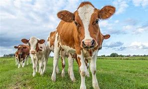 Image result for Calf Baby Cow