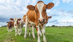 Image result for Baby Bell Cow