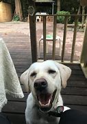 Image result for Happuy Dawg