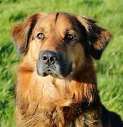 Image result for Golden Shepherd Images