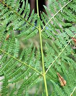 Image result for Buckler Fern