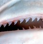 Image result for Dusky Shark