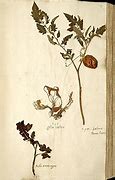 Image result for Plant Collecting