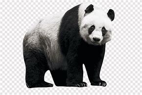 Image result for Panda Wi-Fi Lgog