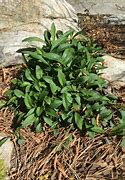 Image result for Aster Leaf