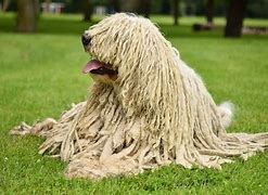 Image result for Giddy Dog Breeds