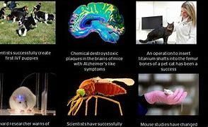 Image result for Animal Research in the Wild