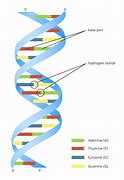 Image result for Double Helix Bond