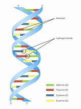 Image result for A Double Helix and a Polymer