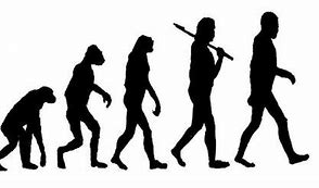 Image result for Anthropology Human Evolution