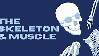 Image result for It Skeleton Biotic