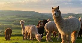 Image result for Alpaca Relative