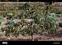 Image result for Espalier Pear Tree