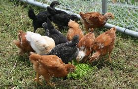 Image result for Duckweed for Chickens