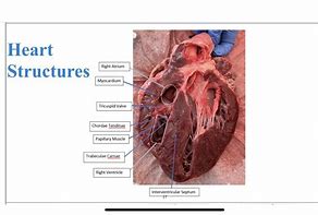 Image result for Pig Heart Labeled