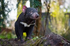 Image result for Tasmanian Cat