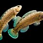 Image result for Freshwater Lake Fish