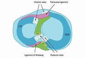 Image result for Meniscus Stress