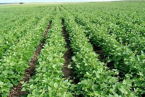 Image result for Pre-Cooked Beans Kenya