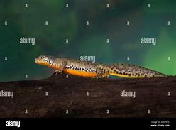 Image result for Alpine Newt