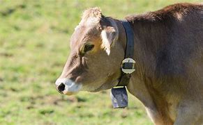 Image result for Brown Swiss Cattle