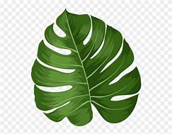 Image result for Miraa Leaves Clip Art