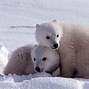 Image result for Royalty Free Polar Bears Protecting Cubs