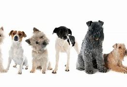 Image result for Terrier Dog Breeds List