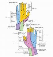 Image result for Hand Nerve Innervation