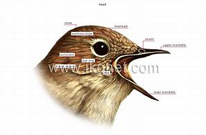 Image result for Lorie's Bird