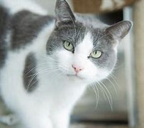 Image result for Gray Cat with Spots