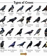 Image result for Crow V Raven